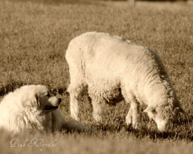 Photo of the Week: Great Protector Image